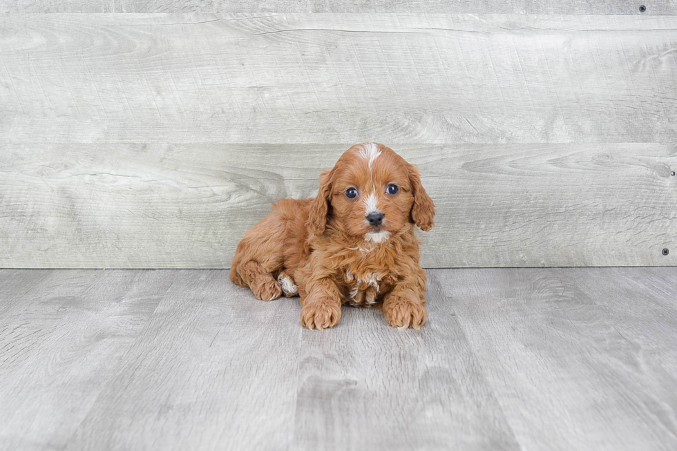 Friendly Cavapoo Baby