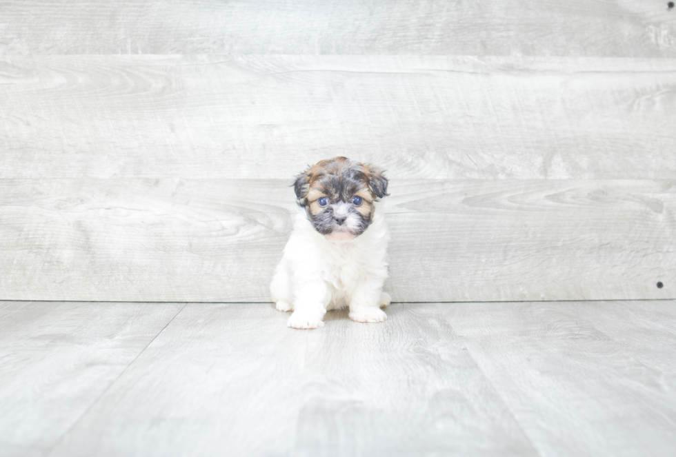 Friendly Havanese Purebred Pup