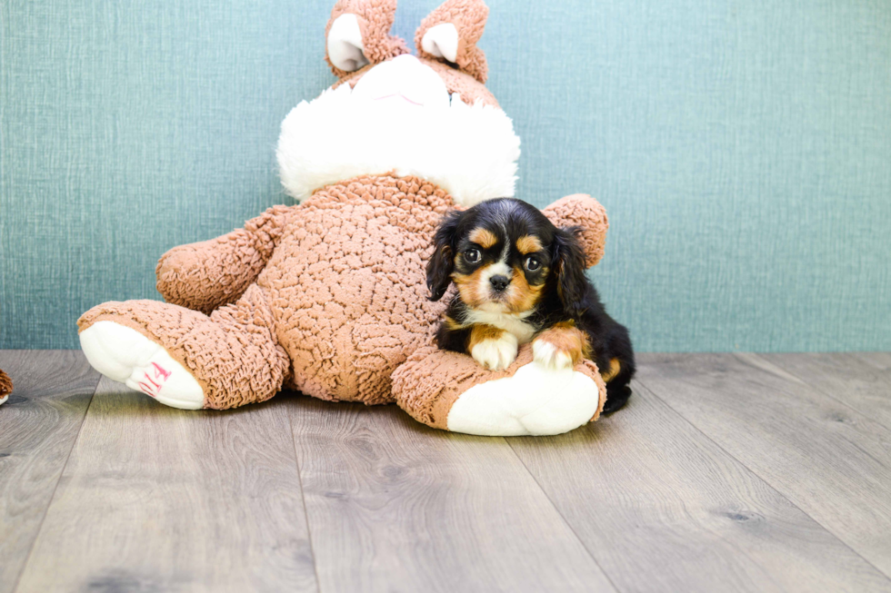 Cavalier King Charles Spaniel Pup Being Cute