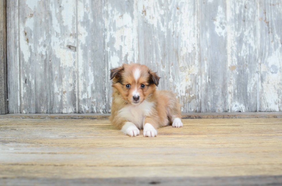 Best Sheltie Baby