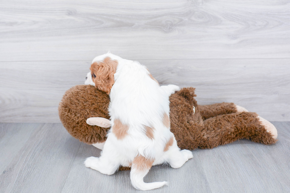 Hypoallergenic Cavalier King Charles Spaniel Purebred Pup