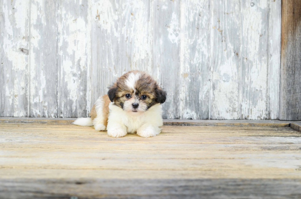 Teddy Bear Puppy for Adoption