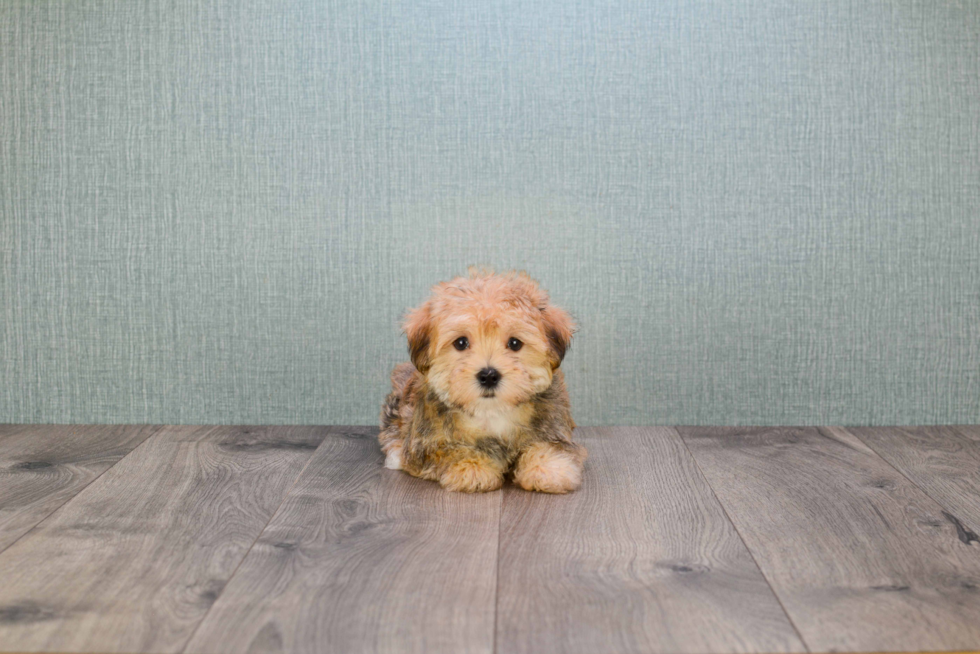 Popular Morkie Designer Pup