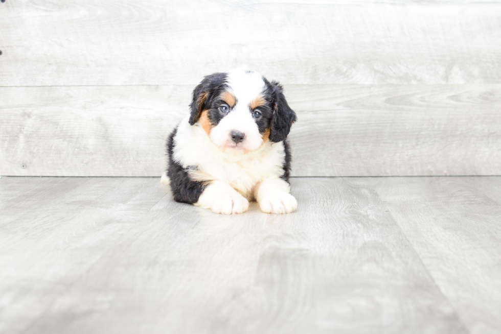 Best Mini Bernedoodle Baby