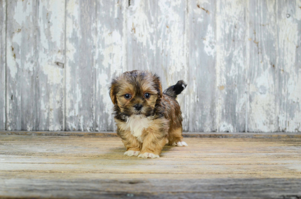 Best Shorkie Baby