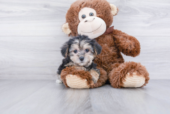 Cute Morkie Baby