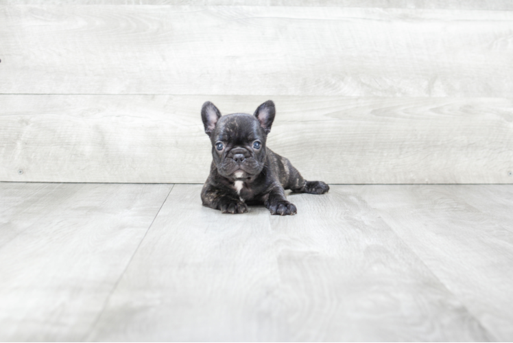 French Bulldog Pup Being Cute