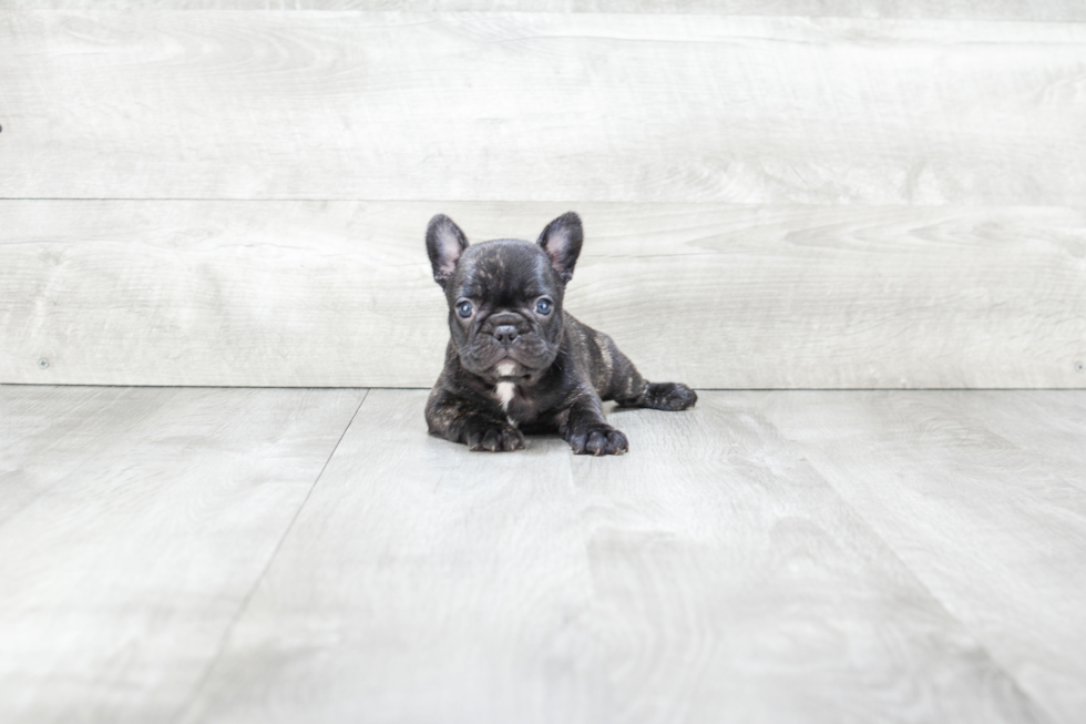 French Bulldog Pup Being Cute