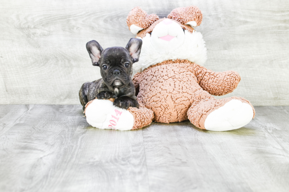 French Bulldog Puppy for Adoption