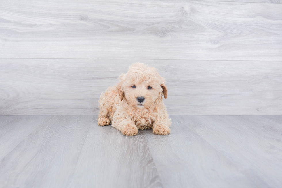 Mini Goldendoodle Pup Being Cute