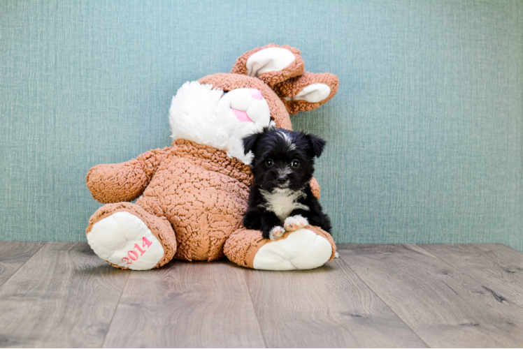 Morkie Pup Being Cute