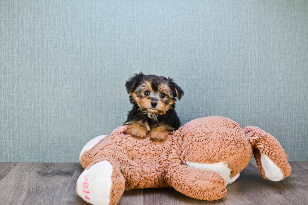 Best Morkie Baby