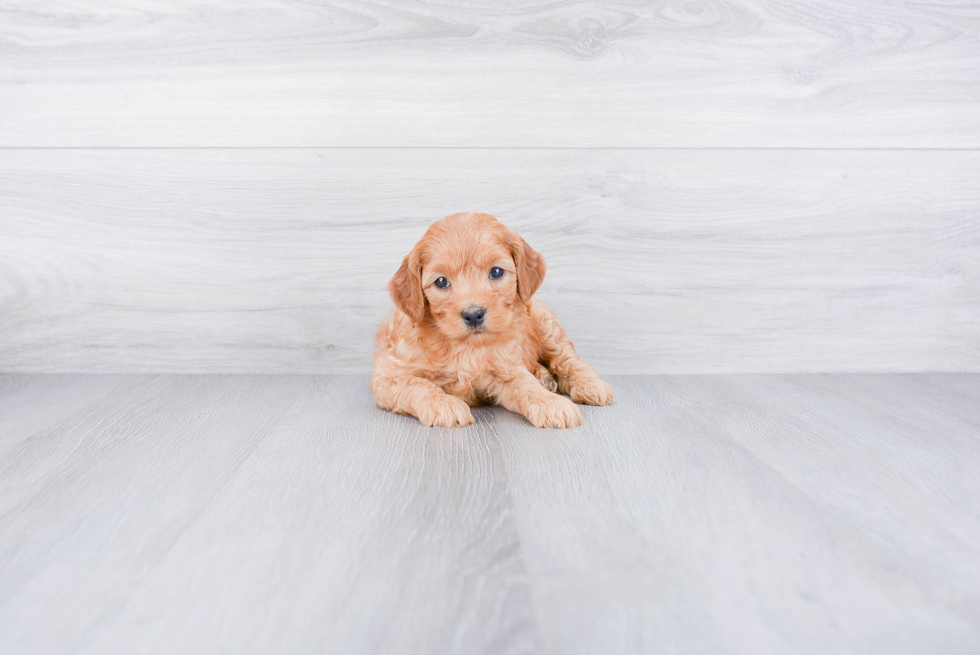 Best Mini Goldendoodle Baby