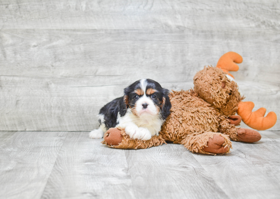 Cavalier King Charles Spaniel Pup Being Cute