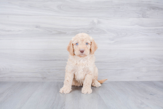 Sweet Mini Goldendoodle Baby