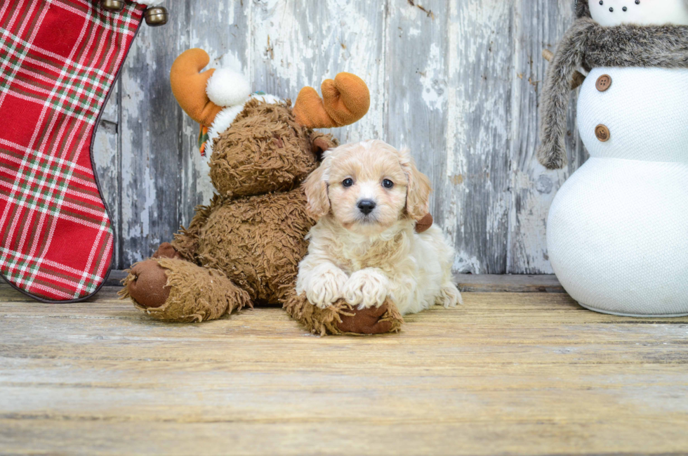 Cavapoo Puppy for Adoption