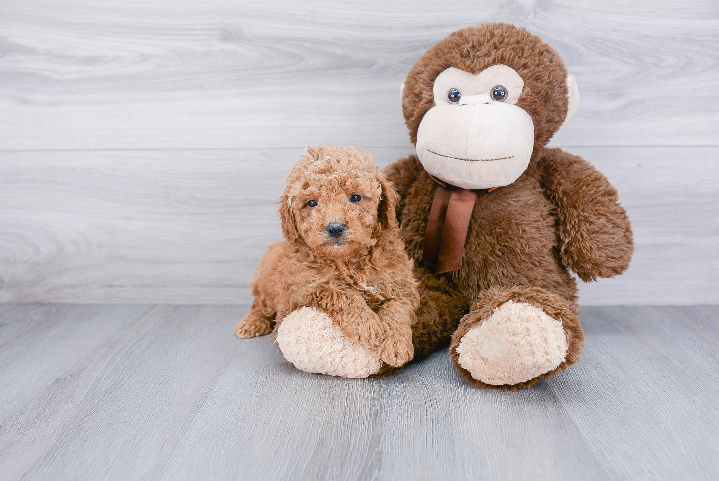 Mini Goldendoodle Puppy for Adoption