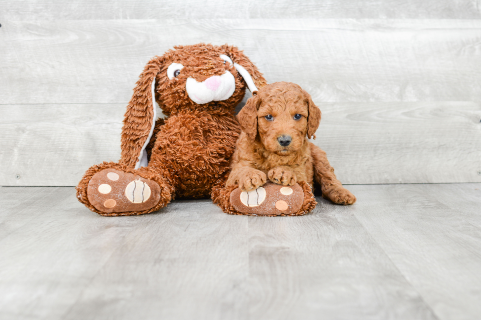 Popular Mini Goldendoodle Poodle Mix Pup