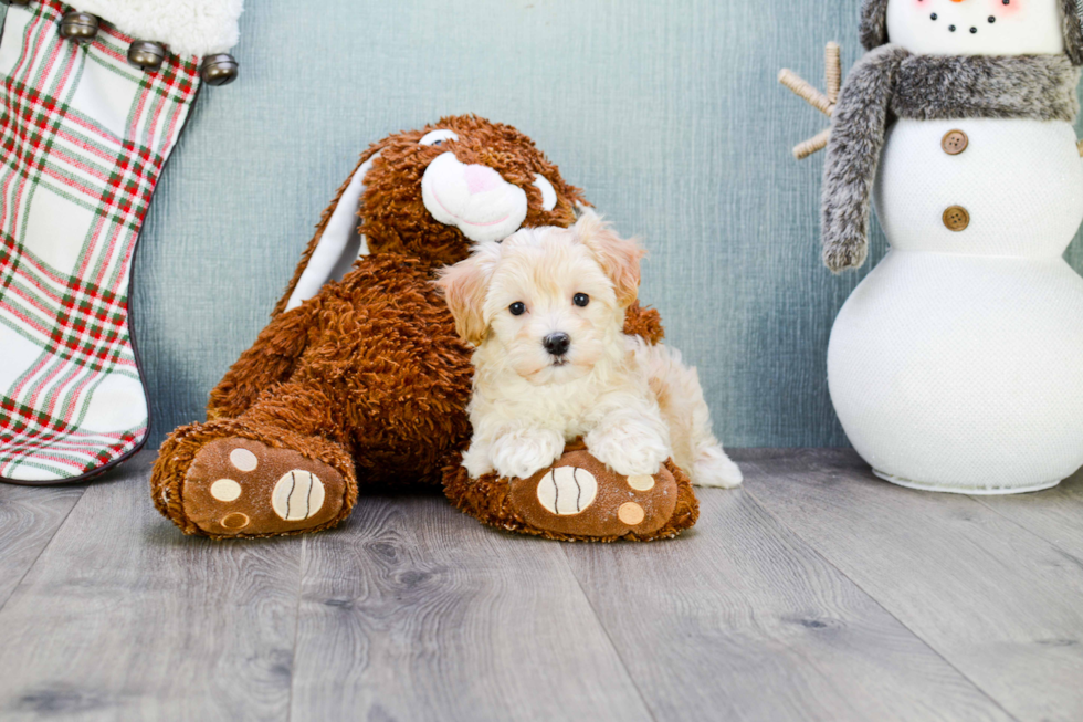 Playful Maltese Poodle Poodle Mix Puppy