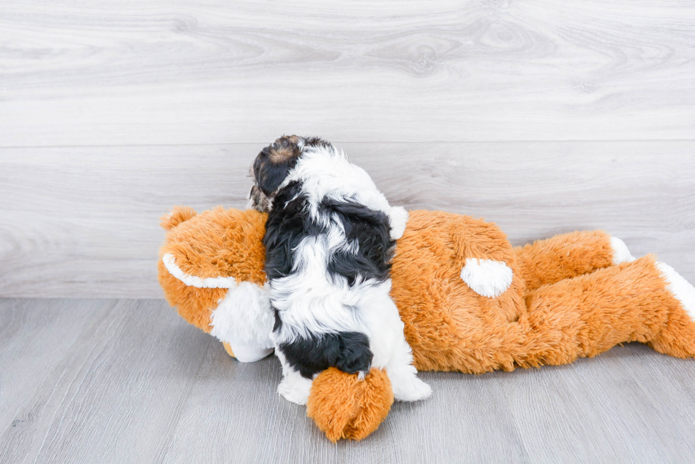 Cute Morkie Baby