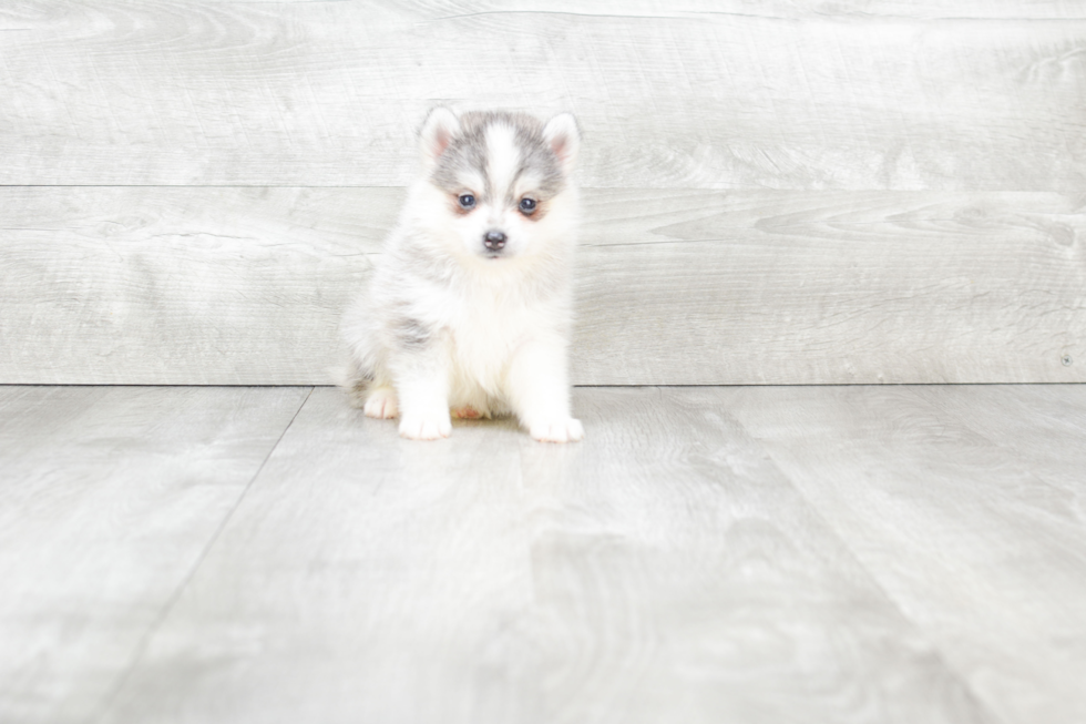 Best Pomsky Baby