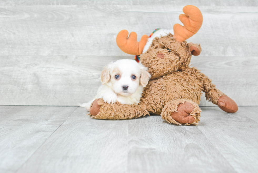 Best Cavachon Baby