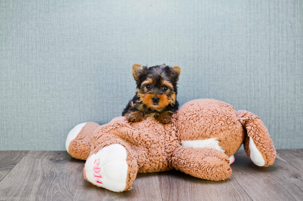 Meet Tinkerbell - our Yorkshire Terrier Puppy Photo 