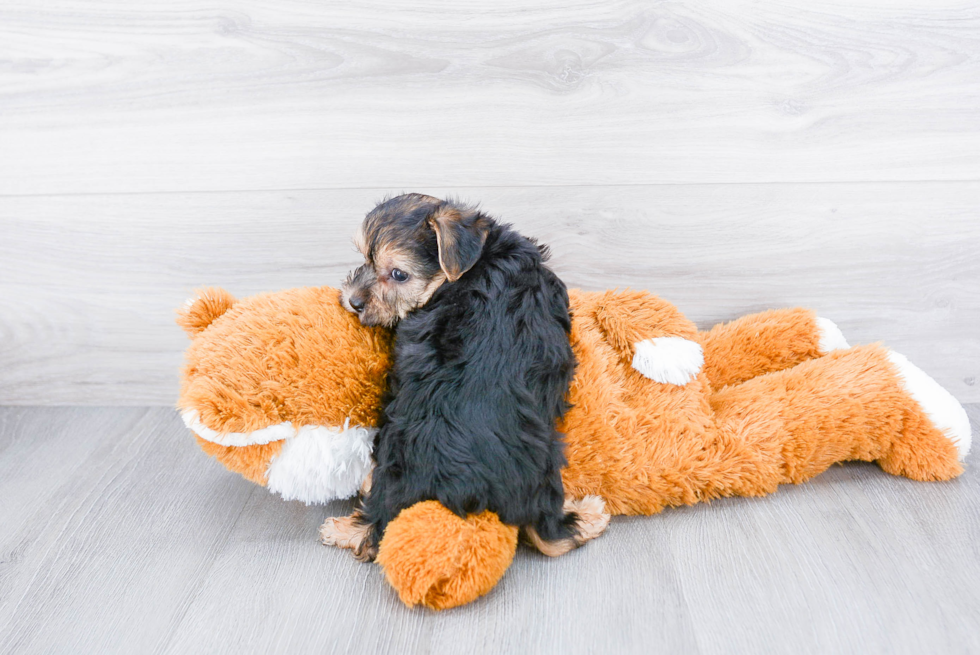 Morkie Pup Being Cute