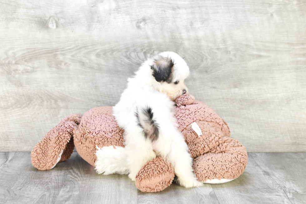 Playful Shitzu Designer Puppy