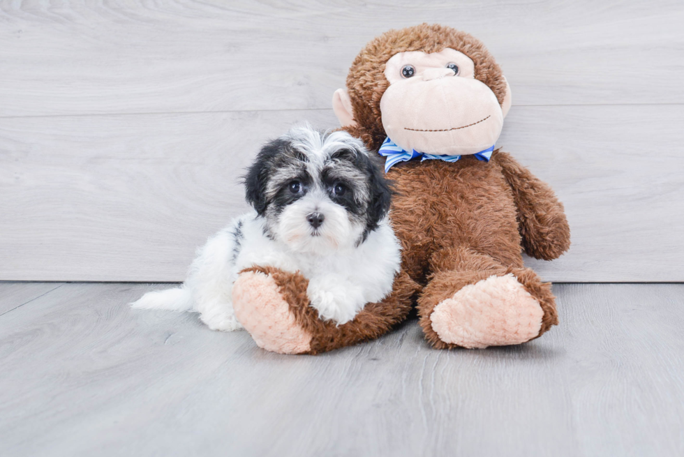 Friendly Havanese Purebred Pup