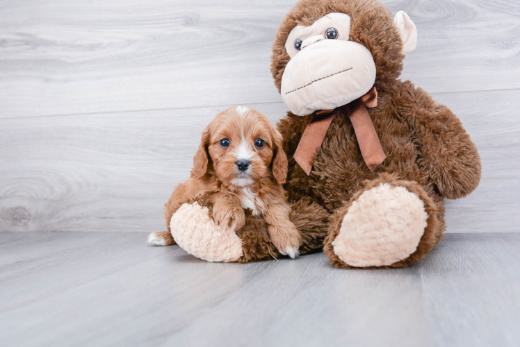 Little Cavoodle Poodle Mix Puppy