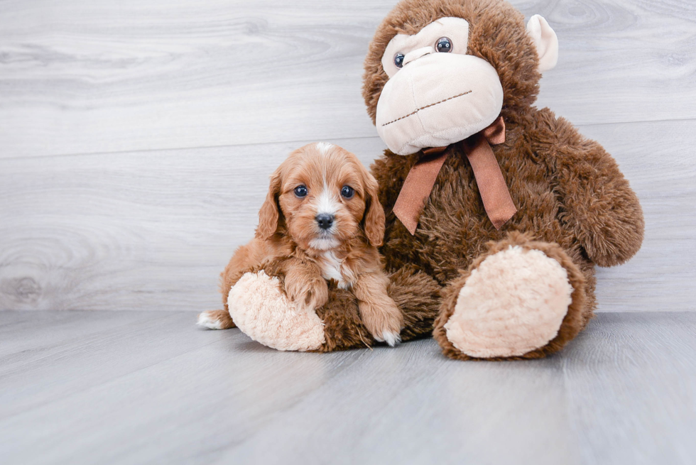 Little Cavoodle Poodle Mix Puppy