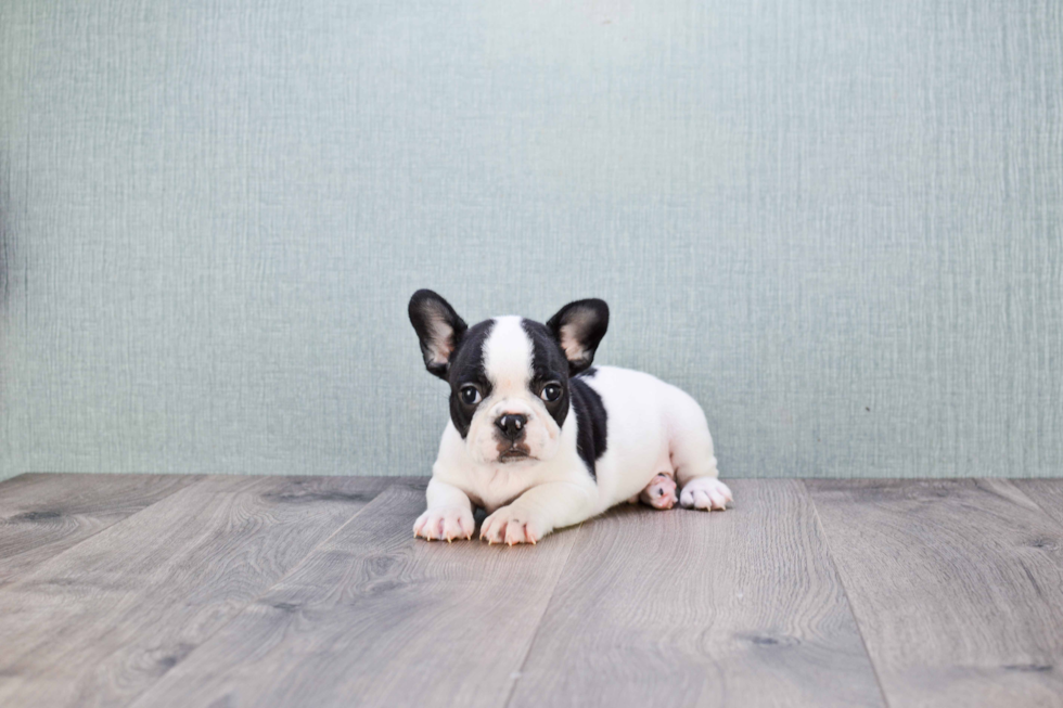 French Bulldog Puppy for Adoption