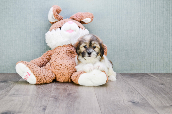 Teddy Bear Pup Being Cute