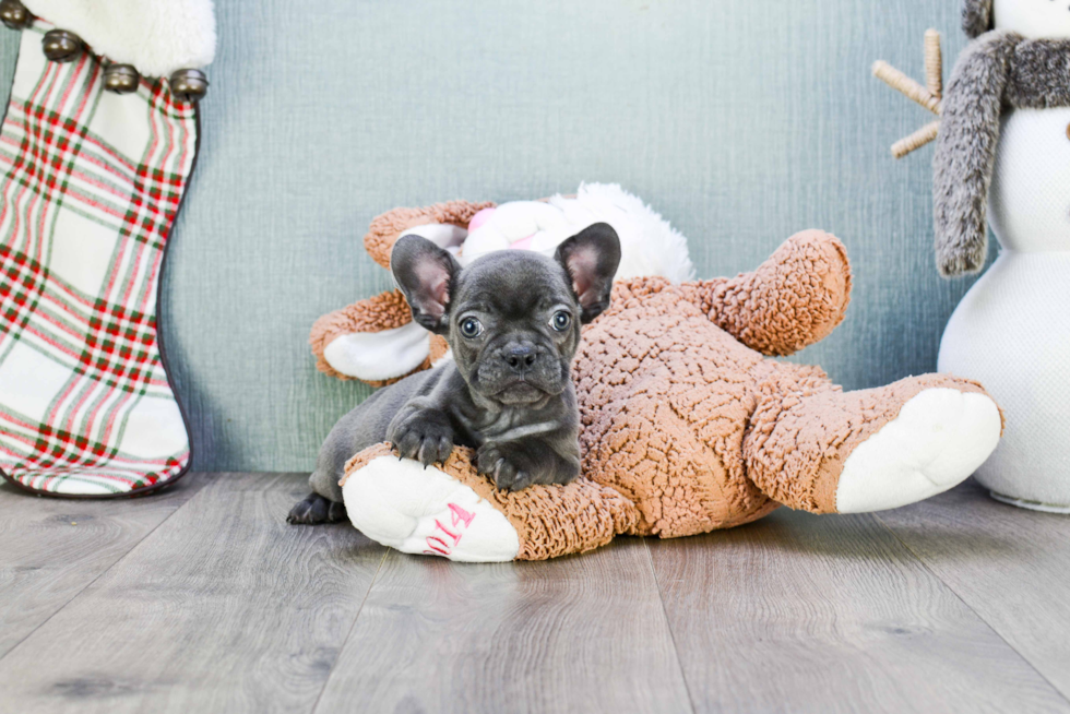 Petite Frenchie Purebred Puppy