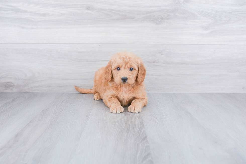 Cute Mini Goldendoodle Baby