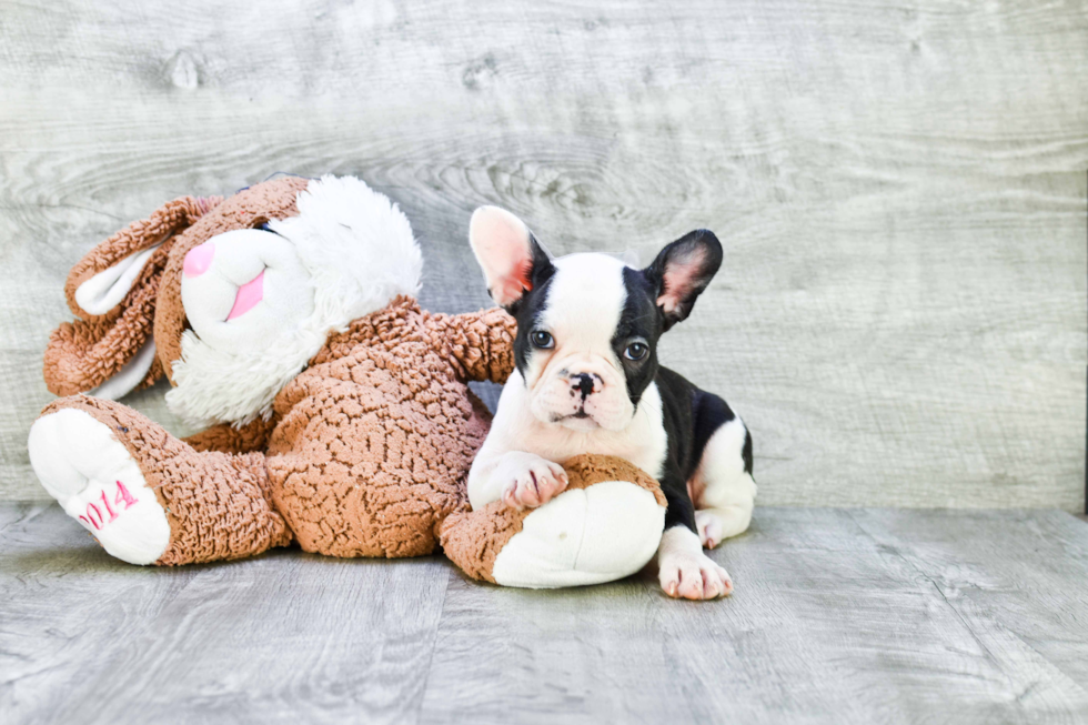 Little French Bulldog Purebred Pup