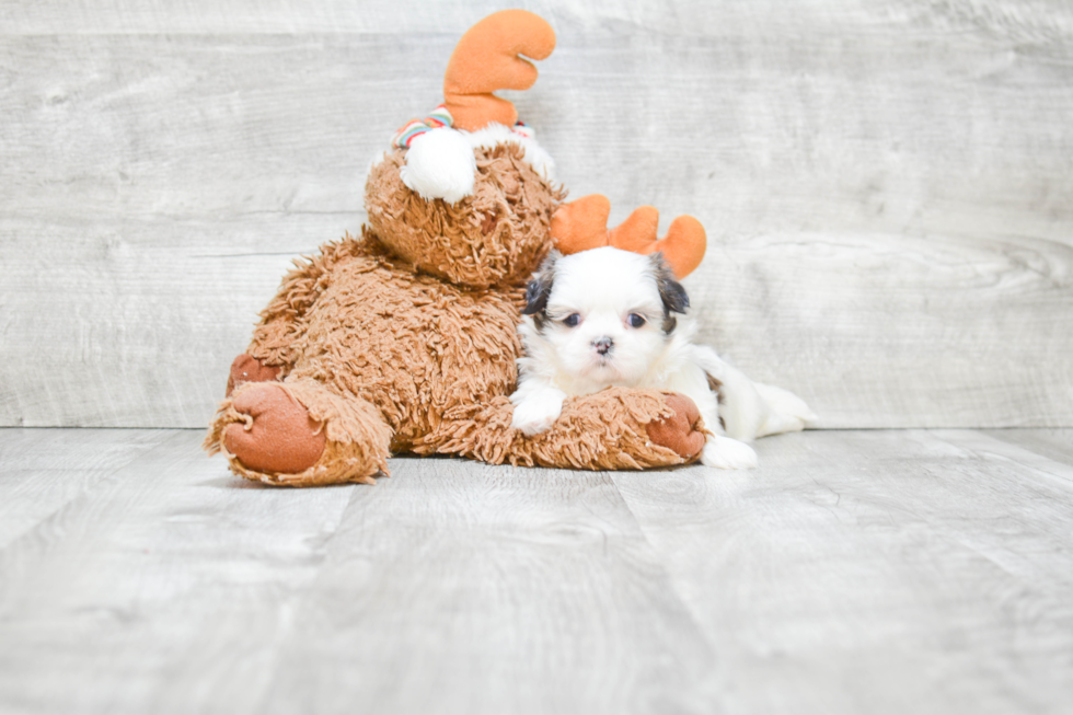 Friendly Teddy Bear Baby