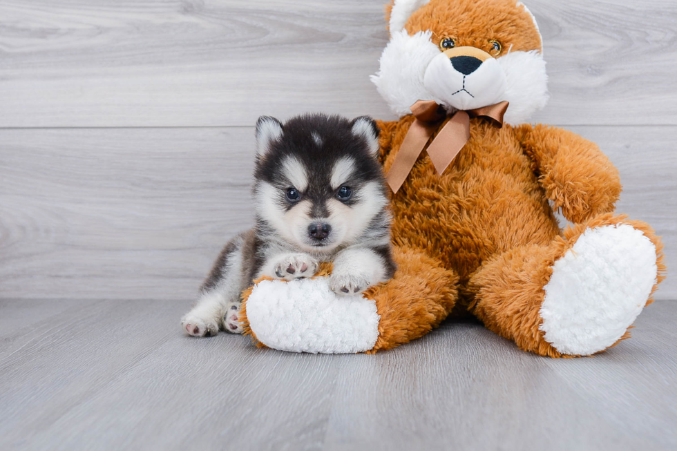 Funny Pomsky Designer Pup