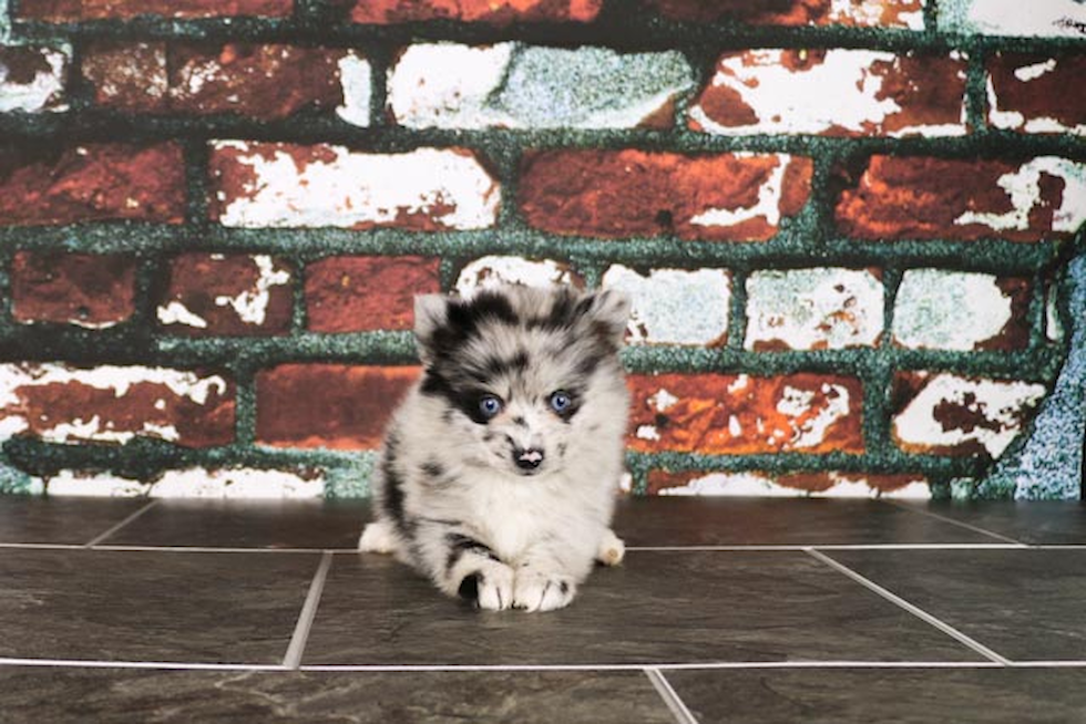 Best Pomsky Baby