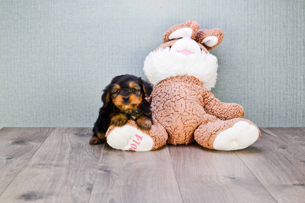 Meet Roscoe - our Yorkshire Terrier Puppy Photo 