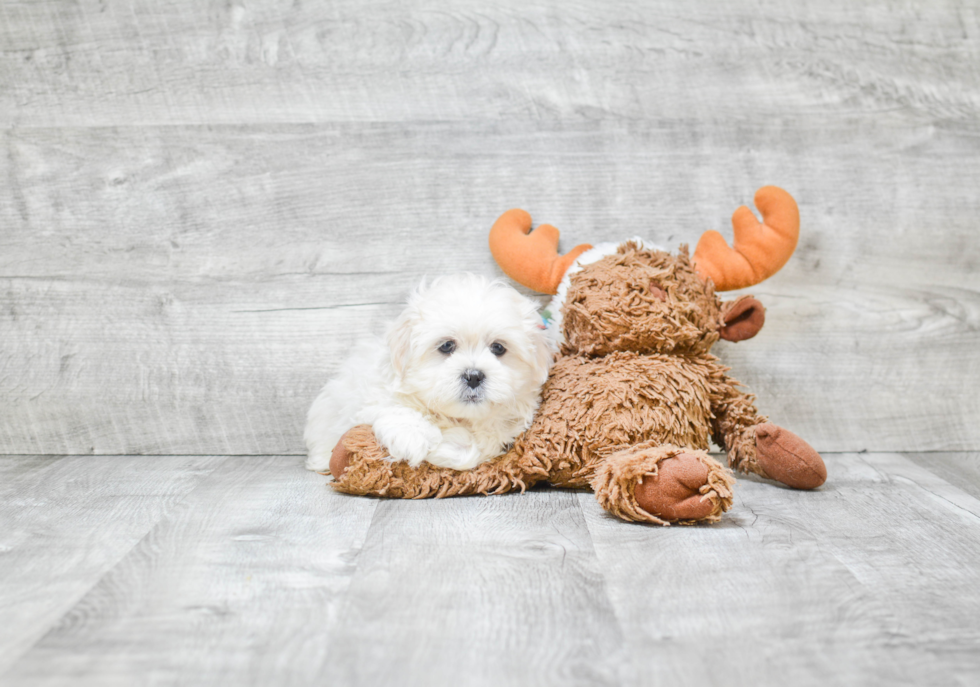 Teddy Bear Pup Being Cute