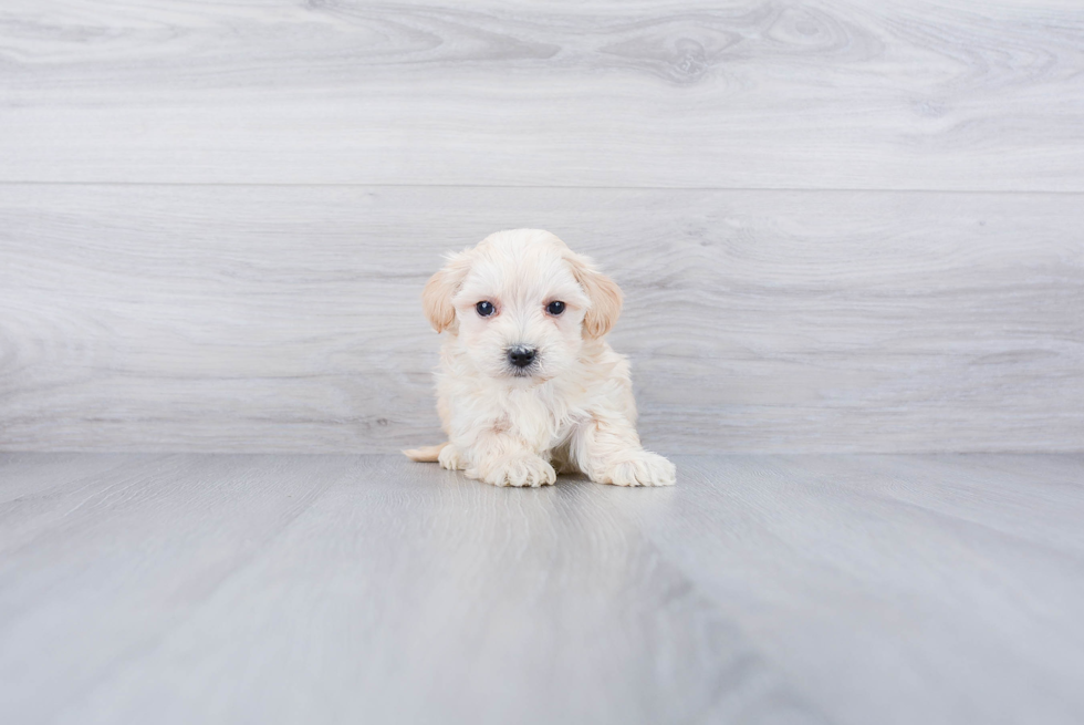 Little Maltepoo Poodle Mix Puppy