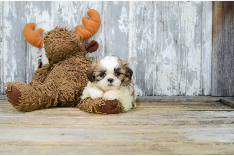 Teddy Bear Pup Being Cute