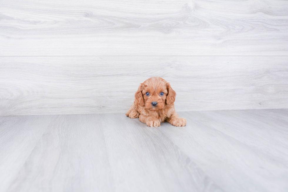 Cavapoo Puppy for Adoption