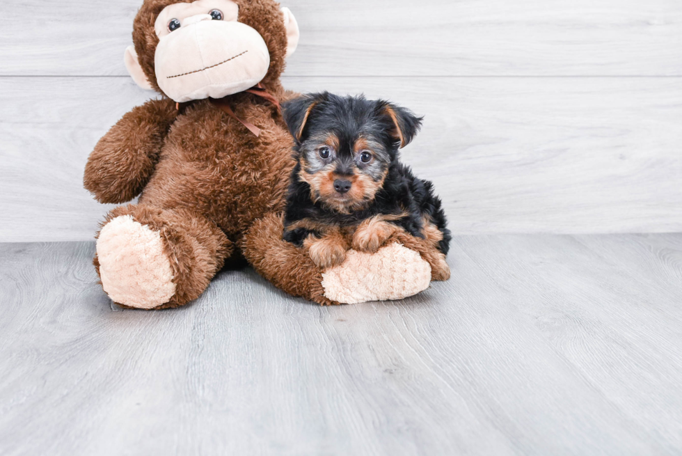 Meet Twix - our Yorkshire Terrier Puppy Photo 