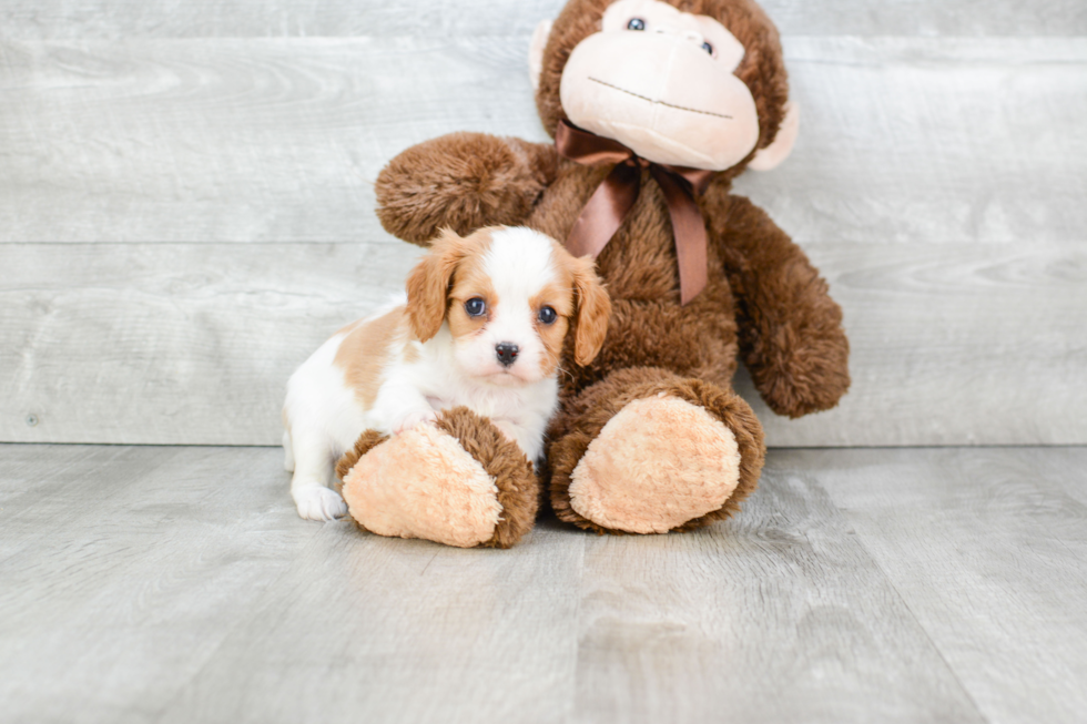 Cavalier King Charles Spaniel Puppy for Adoption