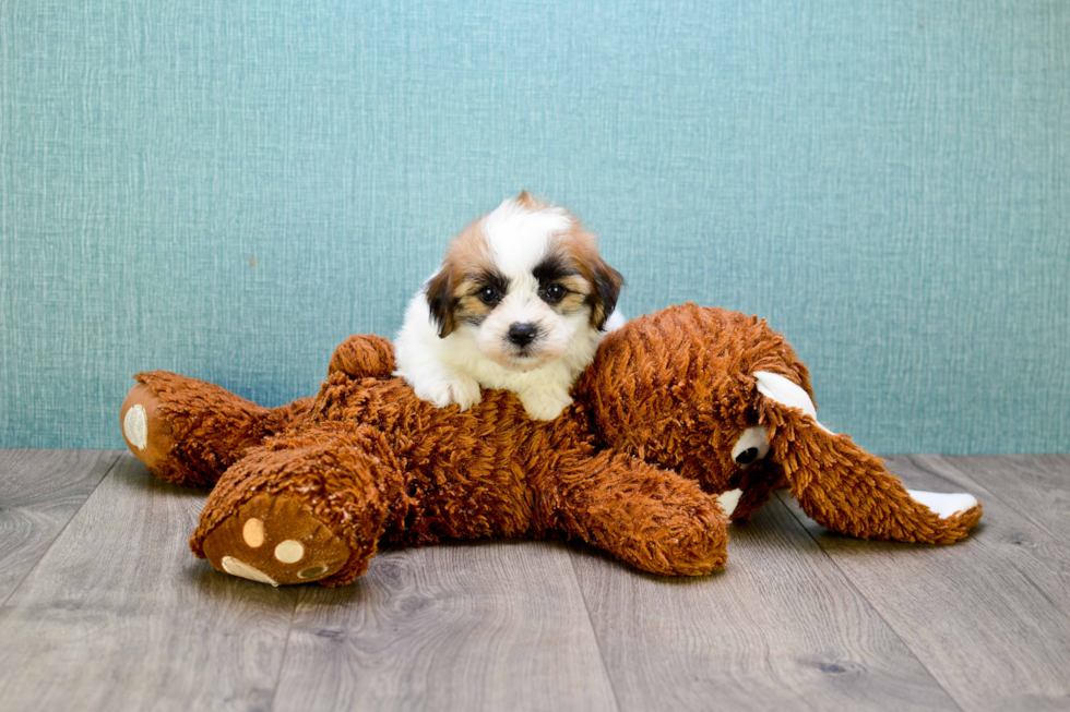 Teddy Bear Pup Being Cute