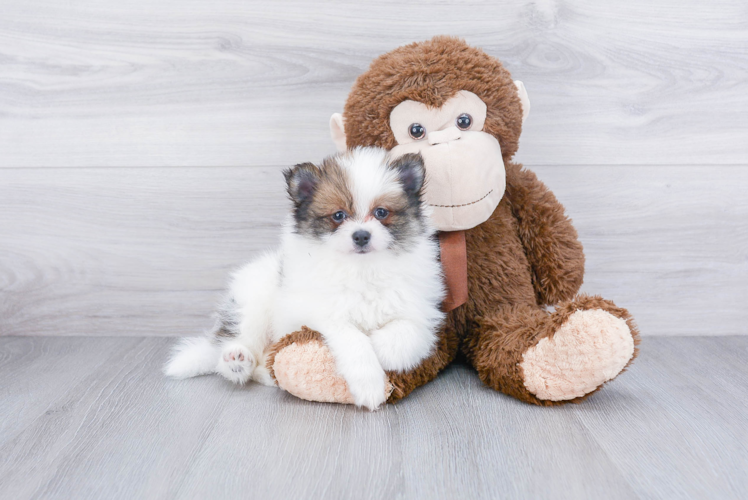 Playful Pomeranian Baby