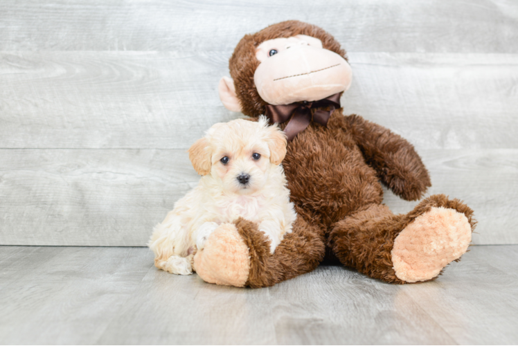 Energetic Maltese Poodle Poodle Mix Puppy